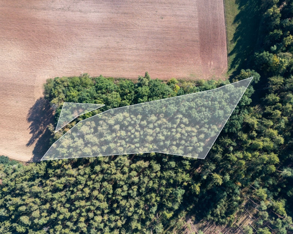 Prodej Lesa, 4036 m²